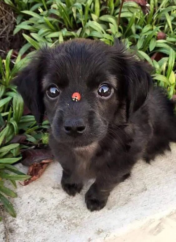 bichos-fofos-cachorro-preto