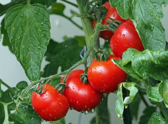 alimentos-saudaveis-tomate