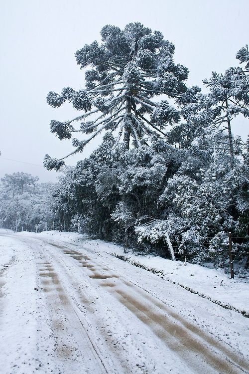 neve-no-brasil-araucarias