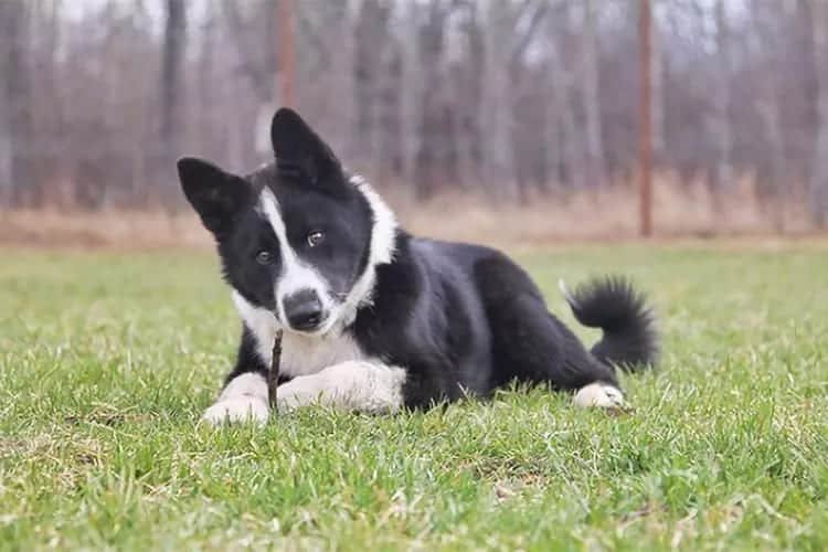 racas-de-cachorro-raras-Karelian-Bear-Dog-2