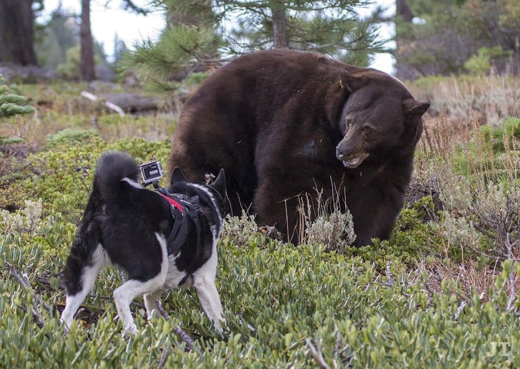 racas-de-cachorro-raras-Karelian-Bear-Dog-2