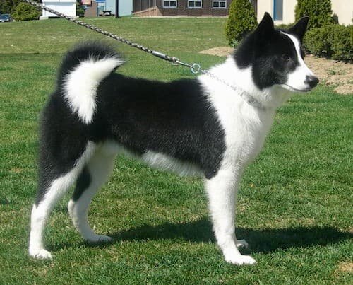 racas-de-cachorro-raras-Karelian-Bear-Dog-2