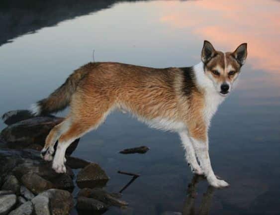 racas-de-cachorro-raras-Lundehund-Norueguês