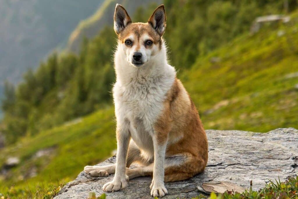 racas-de-cachorro-raras-Lundehund-Norueguês