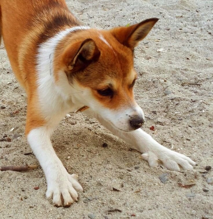 racas-de-cachorro-raras-Lundehund-Norueguês