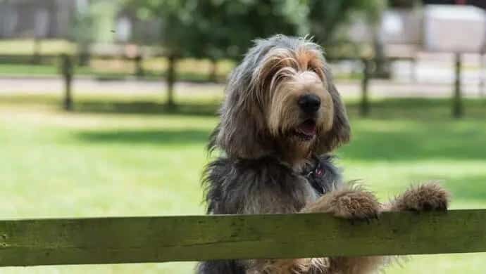 racas-de-cachorro-raras-Otterhound