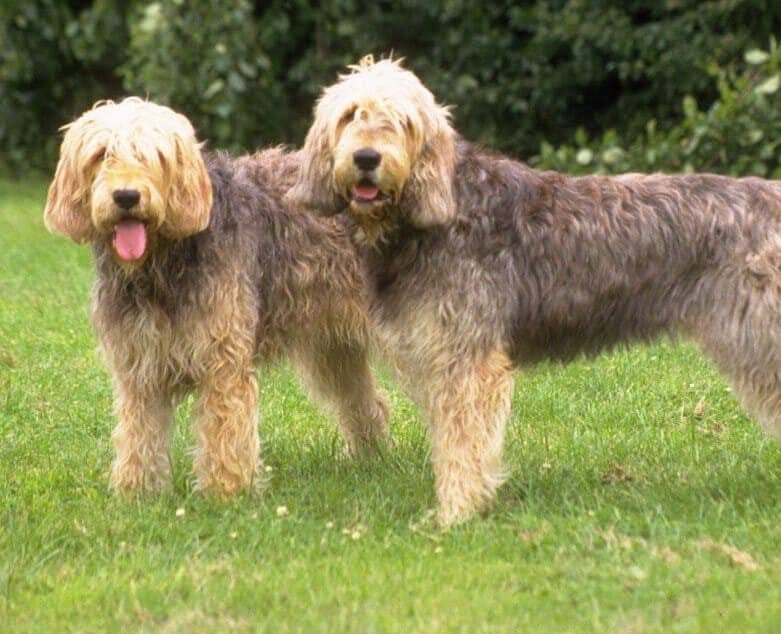 racas-de-cachorro-raras-Otterhound