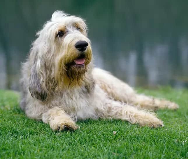 racas-de-cachorro-raras-Otterhound