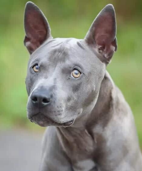 racas-de-cachorro-raras-Thai-Ridgeback