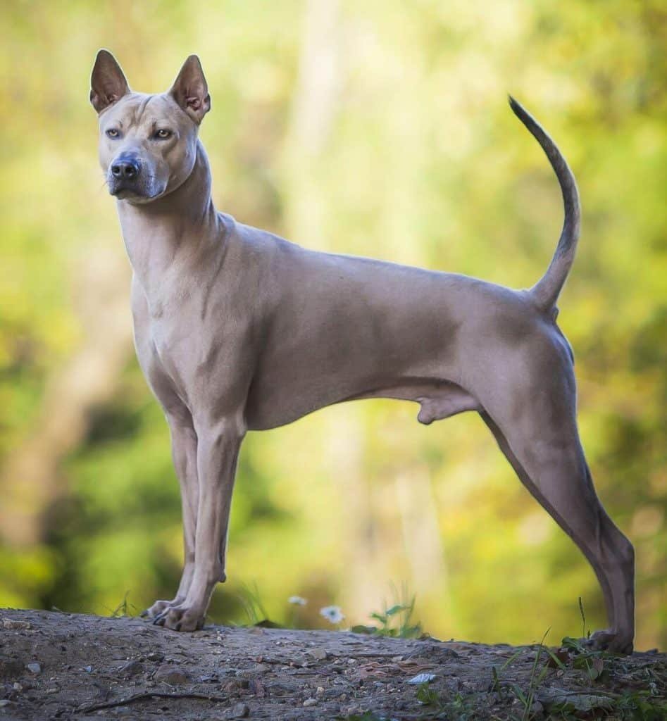 racas-de-cachorro-raras-Thai-Ridgeback