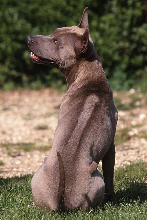 racas-de-cachorro-raras-Thai-Ridgeback