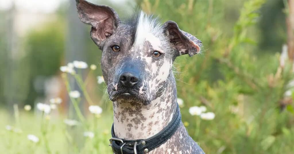 racas-de-cachorro-raras-Xoloitzcuintli-3