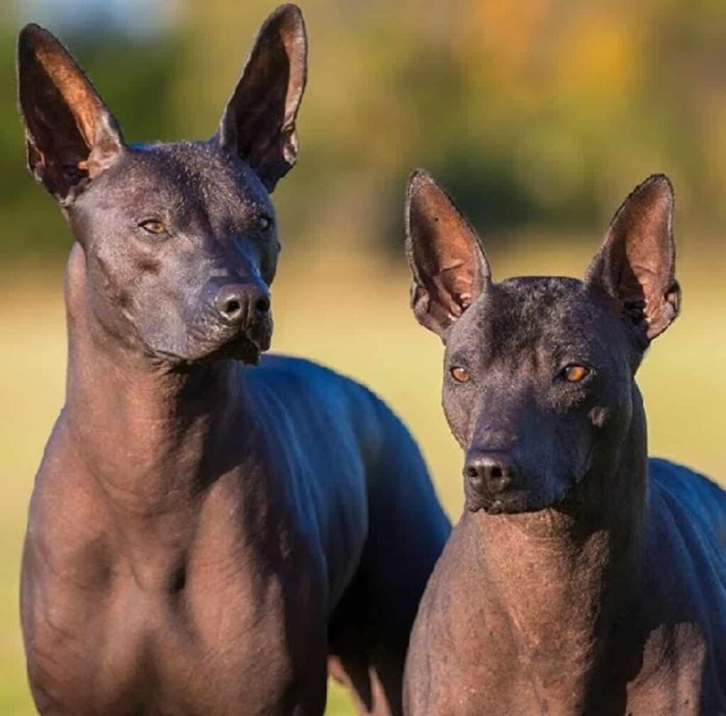 racas-de-cachorro-raras-Xoloitzcuintli-3