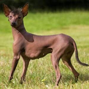 racas-de-cachorro-raras-Xoloitzcuintli-3