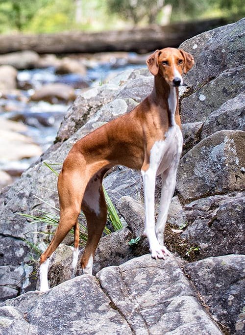 racas-de-cachorro-raras-azawakh