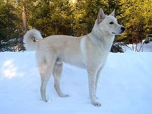 racas-de-cachorro-raras-cao-de-canaa