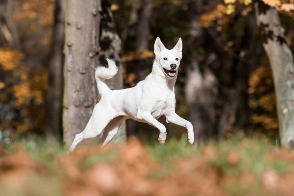 racas-de-cachorro-raras-cao-de-canaa