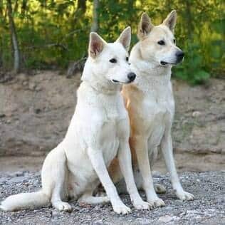 racas-de-cachorro-raras-cao-de-canaa