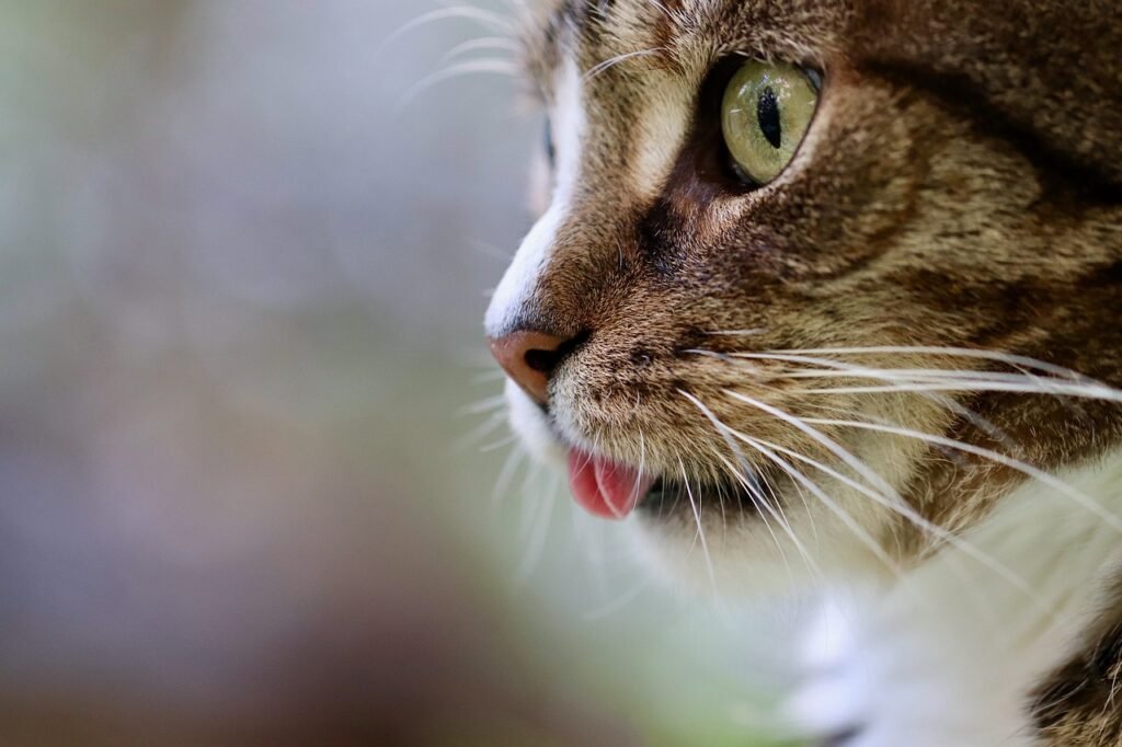 curiosidades-sobre-gatos