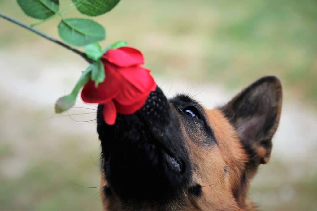 nomes-para-cachorro-masculino-macho