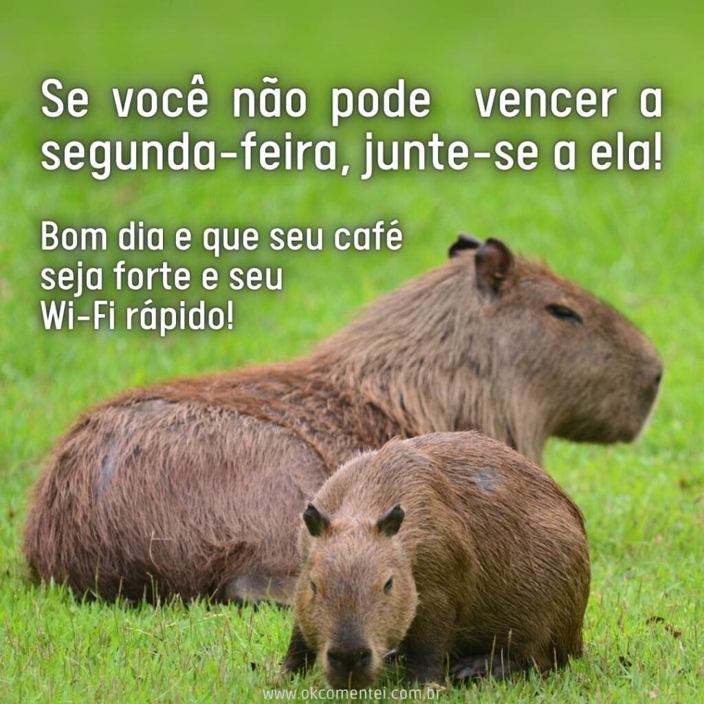 Bom dia, segunda-feira: 38 mensagens para começar a semana bom-dia-segunda-feira