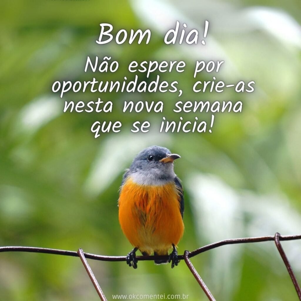 Bom dia, segunda-feira: 38 mensagens para começar a semana bom-dia-segunda-feira