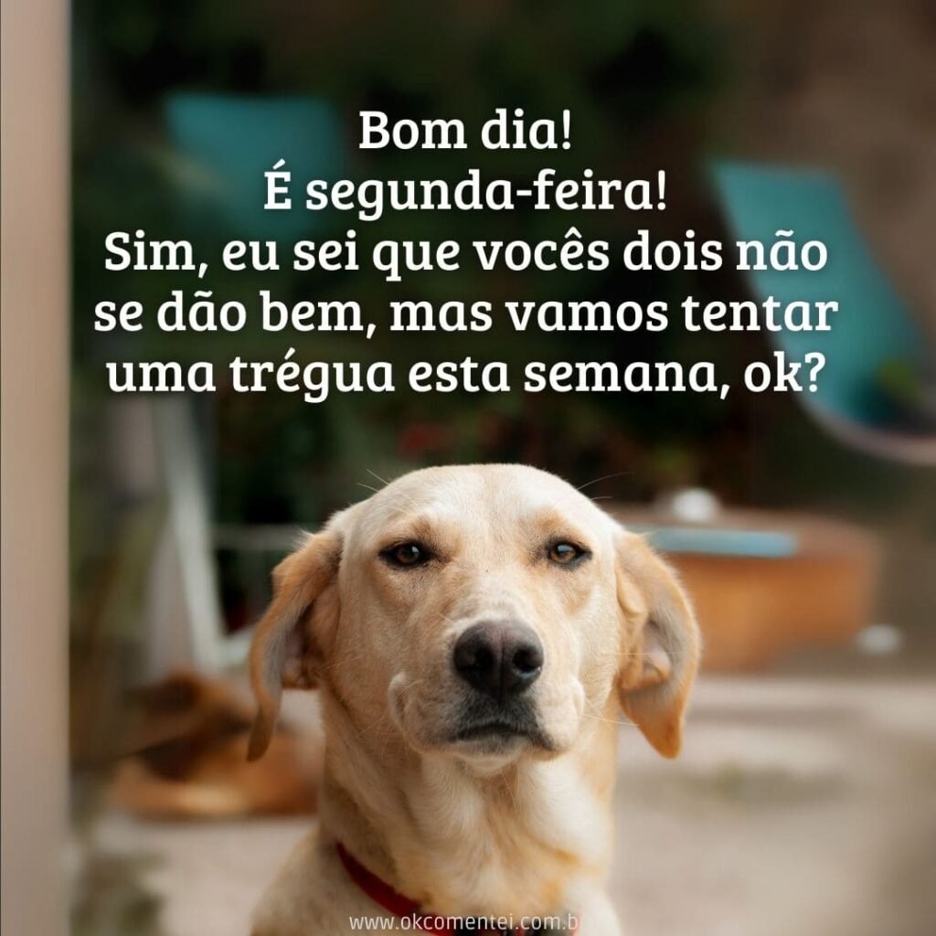 Bom dia, segunda-feira: 38 mensagens para começar a semana bom-dia-segunda-feira