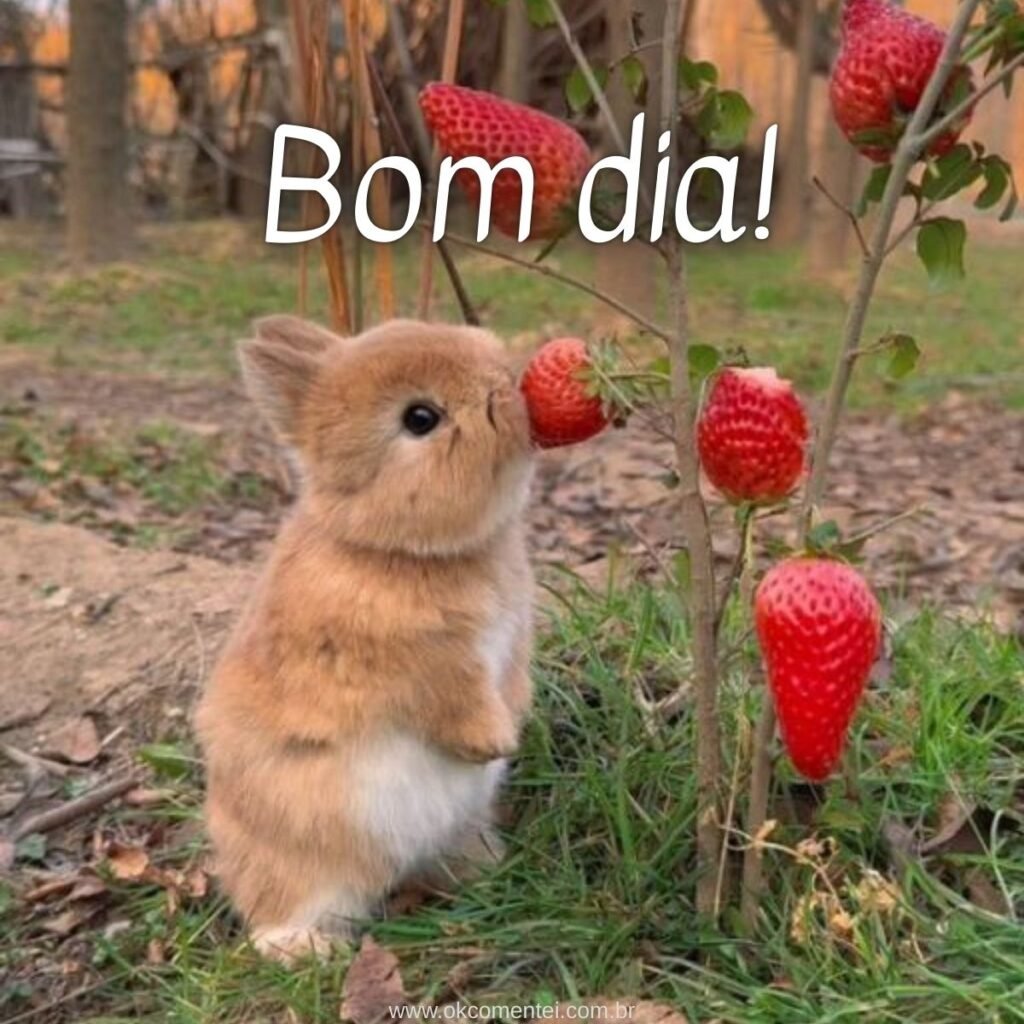 Imagem de bom dia: 31 opções perfeitas para compartilhar imagem-de-bom-dia