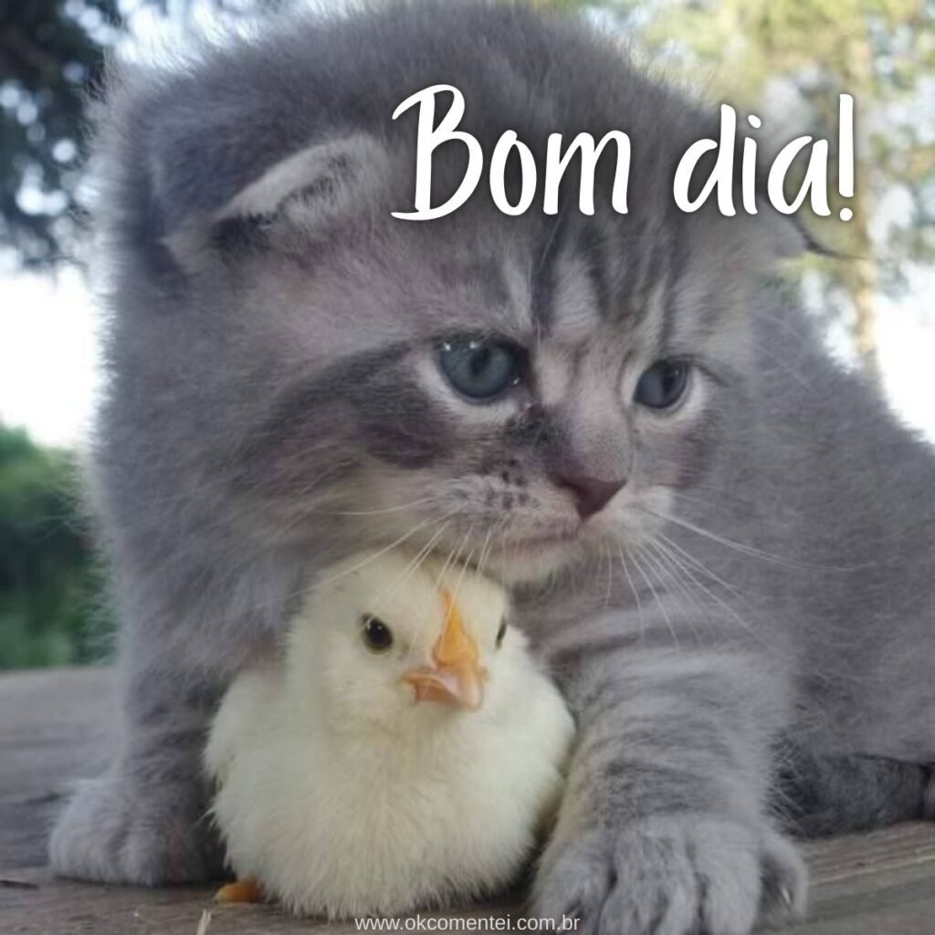 Imagem de bom dia: 31 opções perfeitas para compartilhar imagem-de-bom-dia