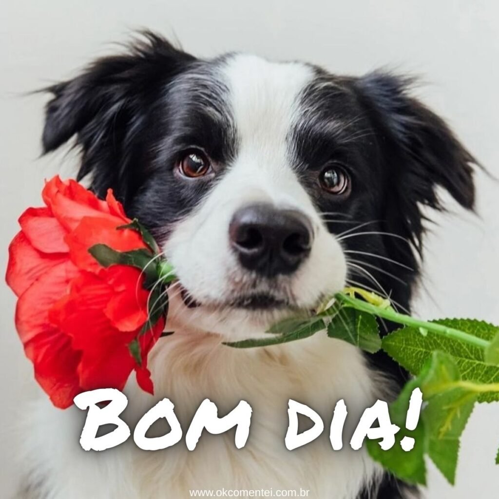 Imagem de bom dia: 31 opções perfeitas para compartilhar imagem-de-bom-dia