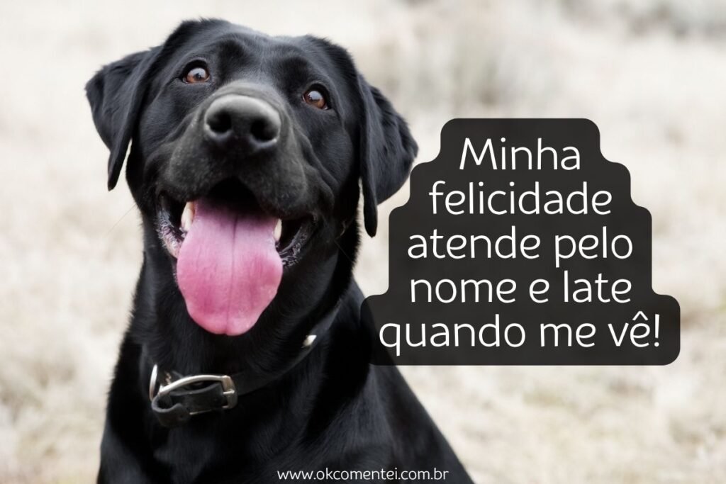 61 frases de cachorro para status que derretem o coração frases-de-cachorro-para-status