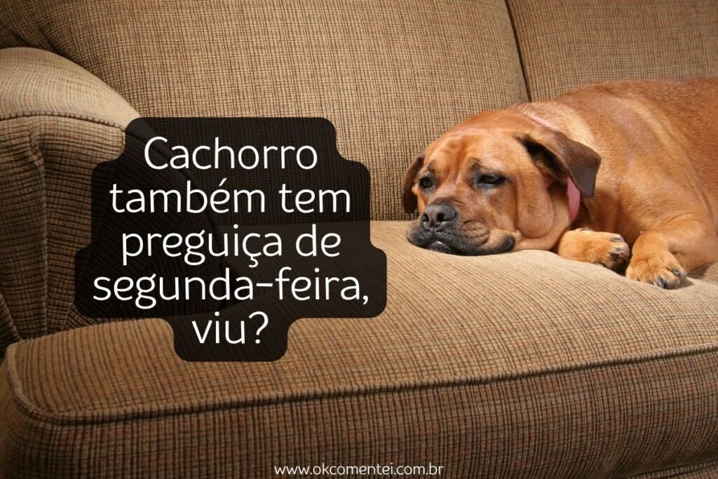 61 frases de cachorro para status que derretem o coração frases-de-cachorro-para-status