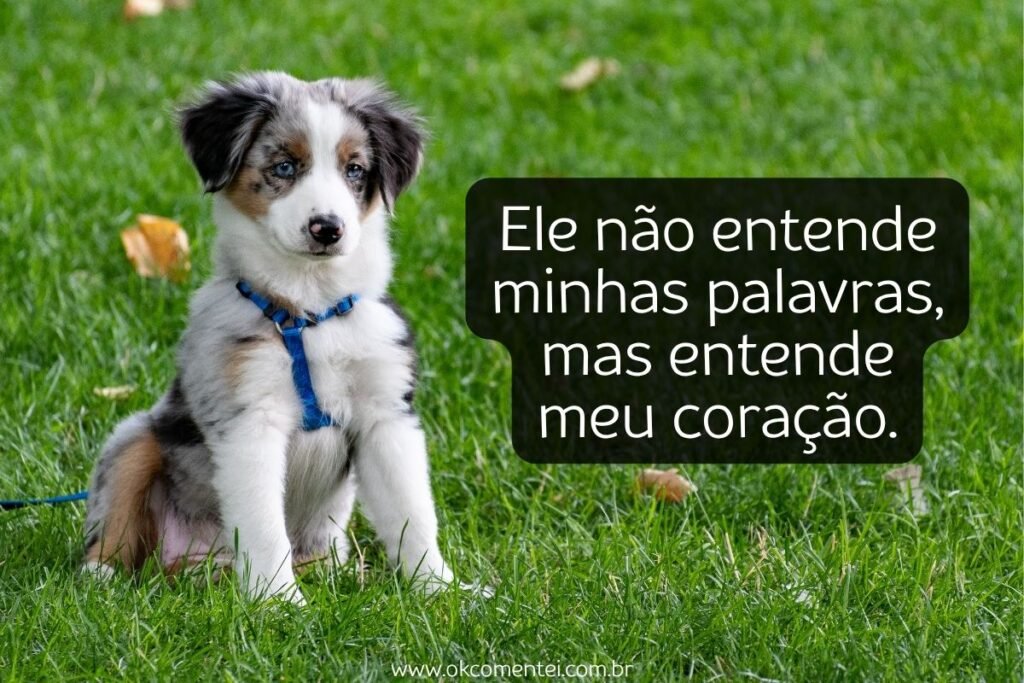 61 frases de cachorro para status que derretem o coração frases-de-cachorro-para-status